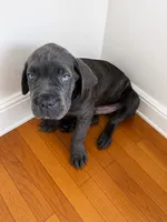Gordo, a male Cane Corso for sale in Jersey City, NJ – 1 of 3