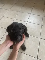 Oso, a male Cane Corso for sale in Jersey City, NJ – 2 of 3
