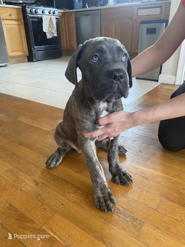 Beta  – Cane Corso puppy for sale in Jersey City, NJ