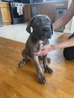 Beta , a female Cane Corso for sale in Jersey City, NJ – 2 of 3