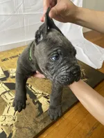 Gordo, a male Cane Corso for sale in Jersey City, NJ – 3 of 3