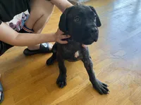 Hera , a female Cane Corso for sale in Jersey City, NJ – 2 of 3