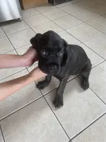 Oso, a male Cane Corso for sale in Jersey City, NJ – 3 of 3
