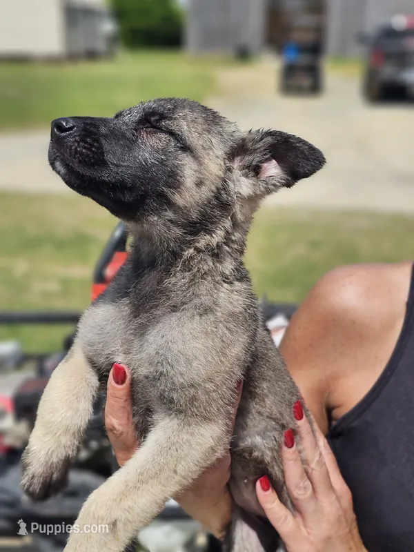German shepherd puppy  – German Shepherd Dog puppy for sale in Benson, NC