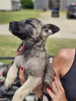 German shepherd puppy , a female German Shepherd Dog for sale in Benson, NC – 1 of 2