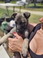 German shepherd puppy , a female German Shepherd Dog for sale in Benson, NC – 2 of 2