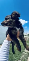 Hunter , a male Toy Fox Terrier and Chiweenie for sale in Columbus, OH – 4 of 5