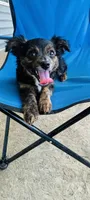 Hunter , a male Toy Fox Terrier and Chiweenie for sale in Columbus, OH – 1 of 5