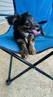 Hunter , a male Toy Fox Terrier and Chiweenie for sale in Columbus, OH – 3 of 5