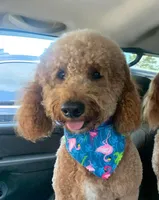 Roux F2, a female Miniature Goldendoodle for sale in Diamondhead, MS – Photo 2 of 5