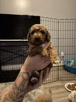 Roux F2, a female Miniature Goldendoodle for sale in Diamondhead, MS – Photo 5 of 5