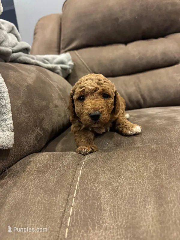 Roux F2 – Miniature Goldendoodle puppy for sale in Diamondhead, MS