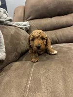 Roux F2, a female Miniature Goldendoodle for sale in Diamondhead, MS – Photo 1 of 5