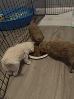 Sha F2, a female Miniature Goldendoodle for sale in Diamondhead, MS – Photo 4 of 5