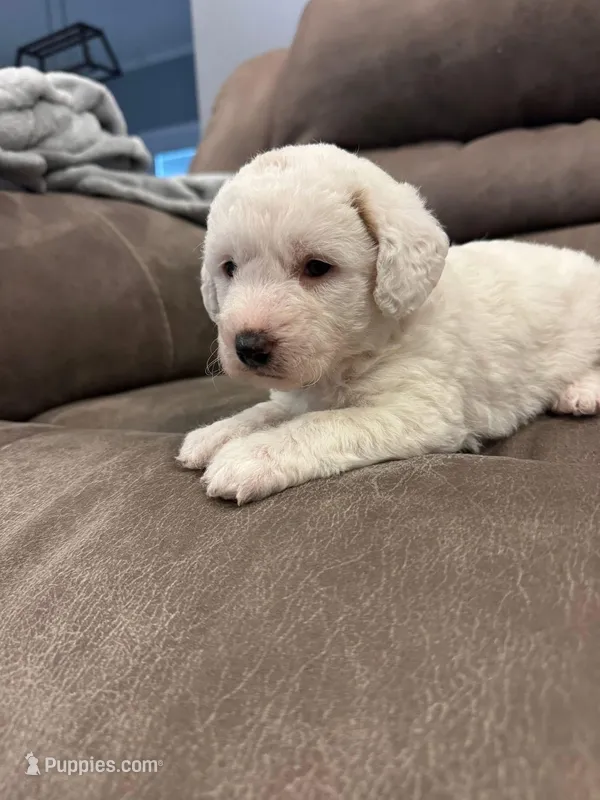 Sha F2 – Miniature Goldendoodle puppy for sale in Diamondhead, MS