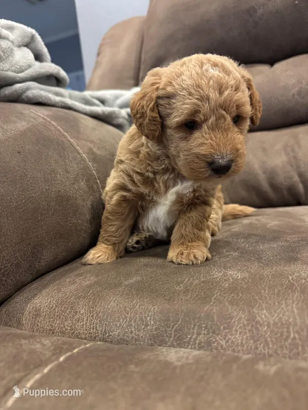 Beaux F2 – Miniature Goldendoodle puppy for sale in Diamondhead, MS