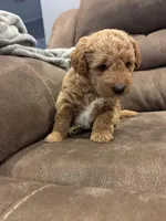 Beaux F2, a male Miniature Goldendoodle for sale in Diamondhead, MS – Photo 1 of 5