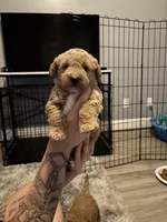 Beaux F2, a male Miniature Goldendoodle for sale in Diamondhead, MS – Photo 5 of 5