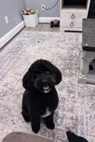 Beaux F2, a male Miniature Goldendoodle for sale in Diamondhead, MS – Photo 3 of 5