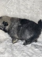 Hashbrown, a female Pomeranian for sale in Laredo, TX – 2 of 3