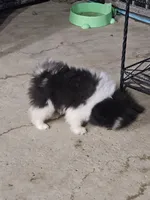 AKC Bridgette, a female Pomeranian for sale in Laredo, TX – 2 of 3