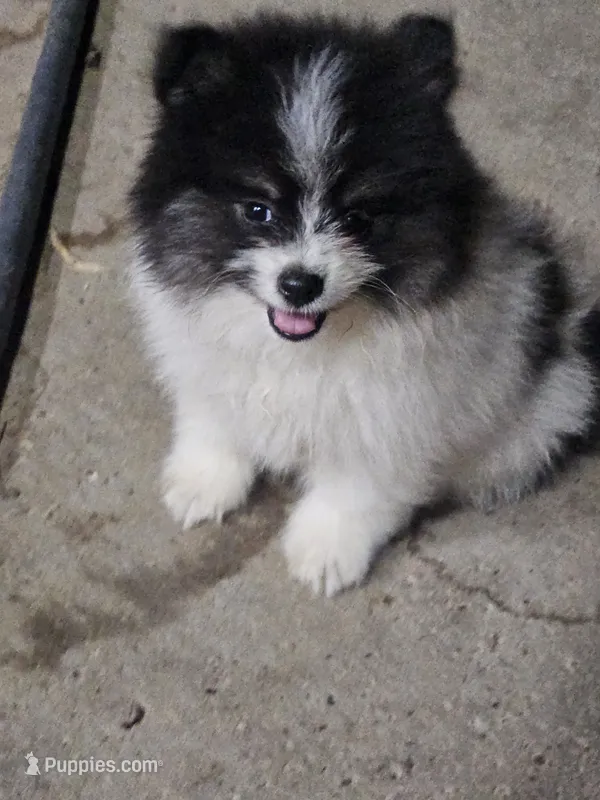 AKC Bridgette – Pomeranian puppy for sale in Laredo, TX