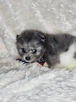 Eggs, a male Pomeranian for sale in Laredo, TX – 3 of 3