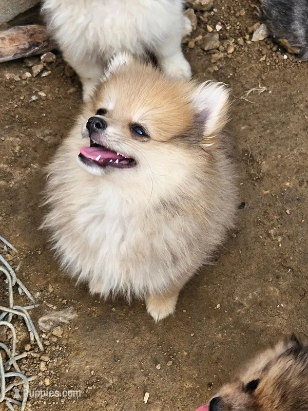 Rango – Pomeranian puppy for sale in Laredo, TX