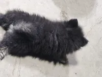 AKC Bruno, a male Pomeranian for sale in Laredo, TX – 2 of 2