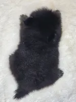 AKC Bruno, a male Pomeranian for sale in Laredo, TX – 2 of 2