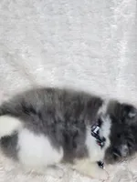 Eggs, a male Pomeranian for sale in Laredo, TX – 2 of 3