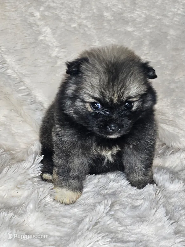 Hashbrown, a female Pomeranian for sale in Laredo, TX – 1 of 3
