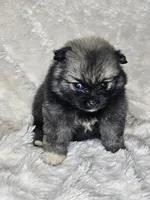Hashbrown, a female Pomeranian for sale in Laredo, TX – 1 of 3