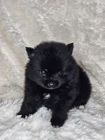 Toast, a female Pomeranian for sale in Laredo, TX – 2 of 3