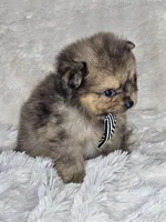 Waffle, a male Pomeranian for sale in Laredo, TX – 2 of 3