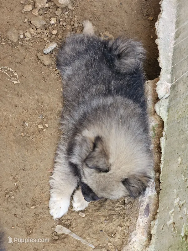Hashbrown – Pomeranian puppy for sale in Laredo, TX