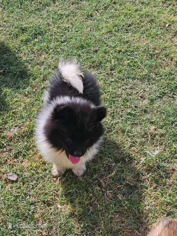 Bacon – Pomeranian puppy for sale in Laredo, TX