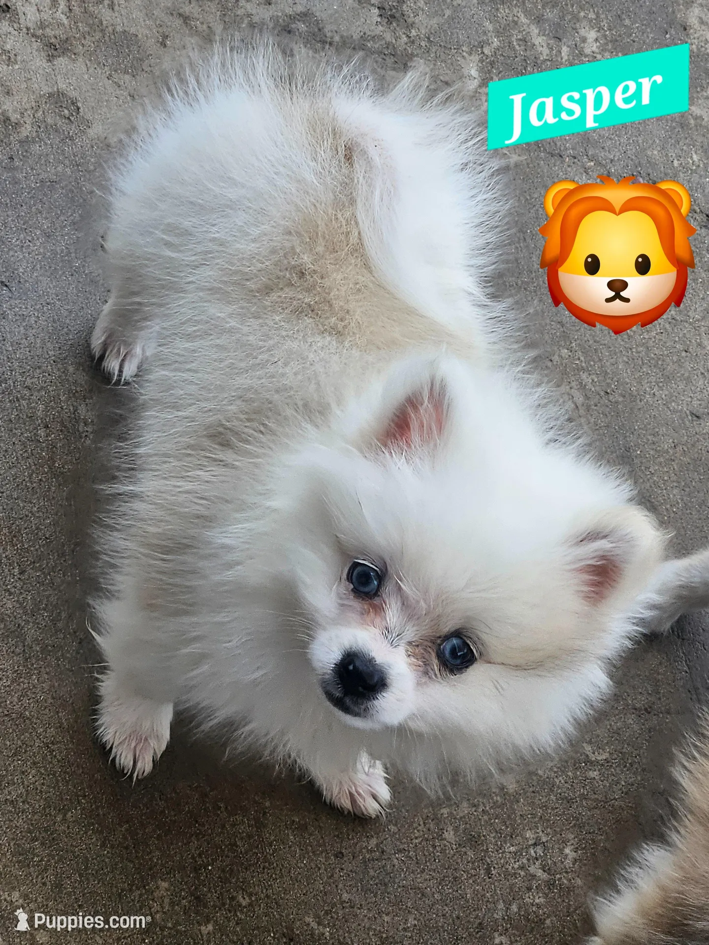 Jasper – Pomeranian puppy for sale in Laredo, TX