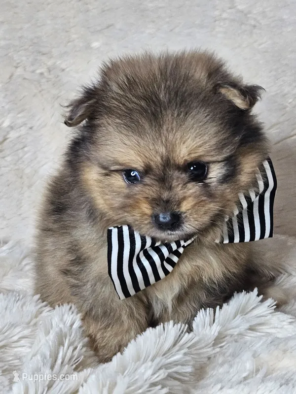 Waffle, a male Pomeranian for sale in Laredo, TX – 1 of 3