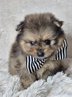 Waffle, a male Pomeranian for sale in Laredo, TX – 1 of 3
