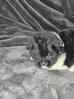 Terrance, a male Pomeranian for sale in Laredo, TX – Photo 5 of 6