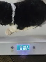 Terrance, a male Pomeranian for sale in Laredo, TX – Photo 6 of 6