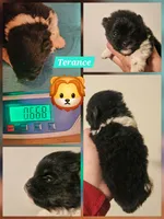 Terrance, a male Pomeranian for sale in Laredo, TX – Photo 4 of 6