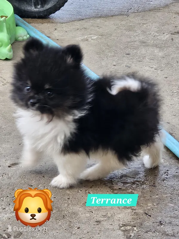 Terrance – Pomeranian puppy for sale in Laredo, TX