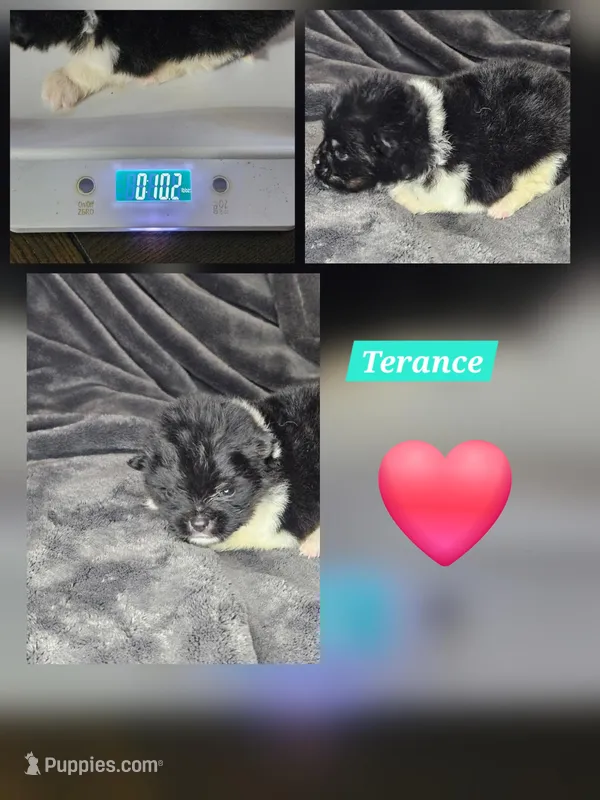 Terrance – Pomeranian puppy for sale in Laredo, TX