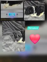 Terrance, a male Pomeranian for sale in Laredo, TX – Photo 3 of 6