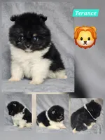 Terrance, a male Pomeranian for sale in Laredo, TX – Photo 2 of 6