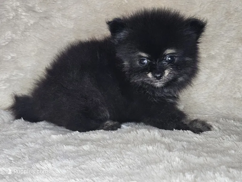 AKC Bruno – Pomeranian puppy for sale in Laredo, TX