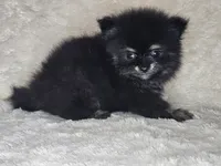 AKC Bruno, a male Pomeranian for sale in Laredo, TX – 1 of 2