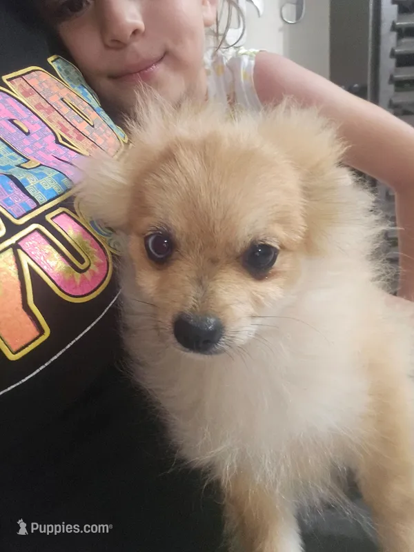 Quil – Pomeranian puppy for sale in Laredo, TX